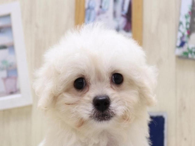 静岡県のハーフ犬・ミックス犬 (ペッツワン伊東店/2024年9月1日生まれ/男の子/クリーム)の子犬